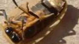 The Weirdest/ Coolest/ Strangest Bugs on the Planet