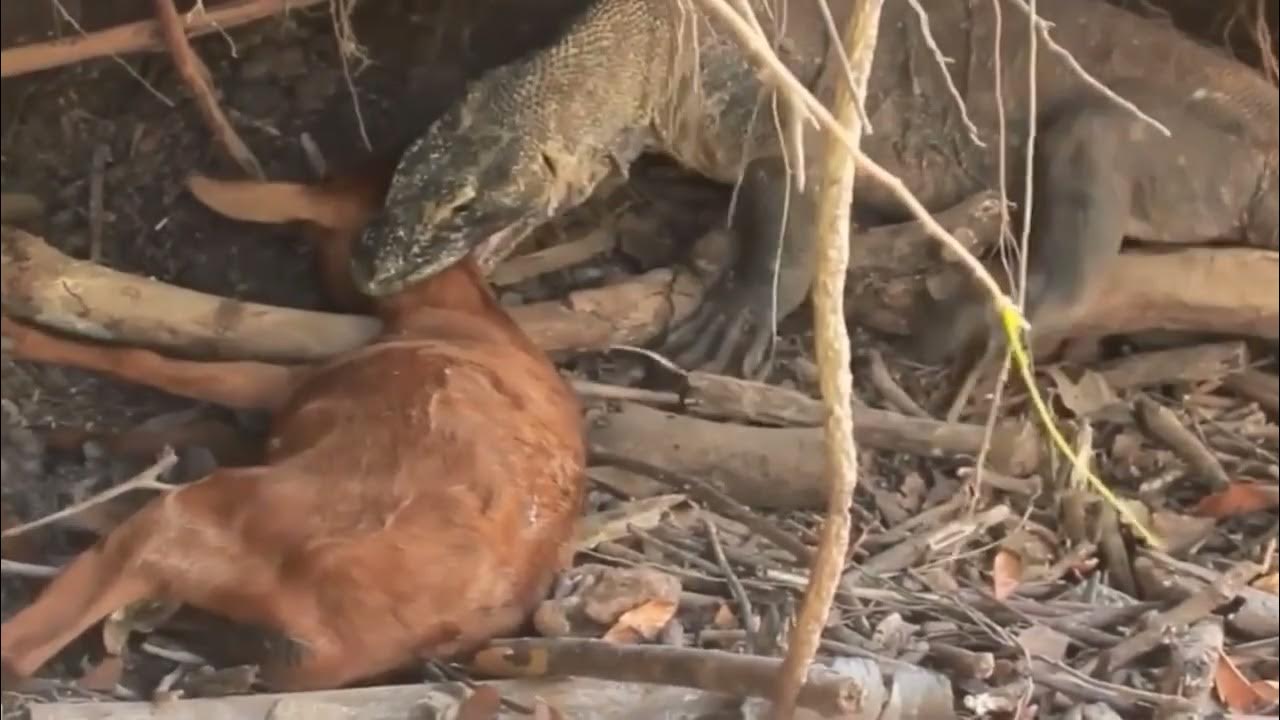Komodo dragon predation コモドドラゴン捕食 科莫多巨蜥捕食 - YouTube