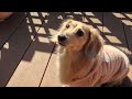虹の橋で待っててね それから