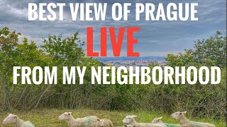 FRIDAY LIVE: Best view of Prague from my neighborhood LIVE (HONEST VLOG) @HONESTVLOG