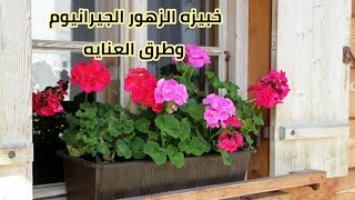 خبيزه الزهور أشهر نباتات الزينة وطرق العنايه  Geranium