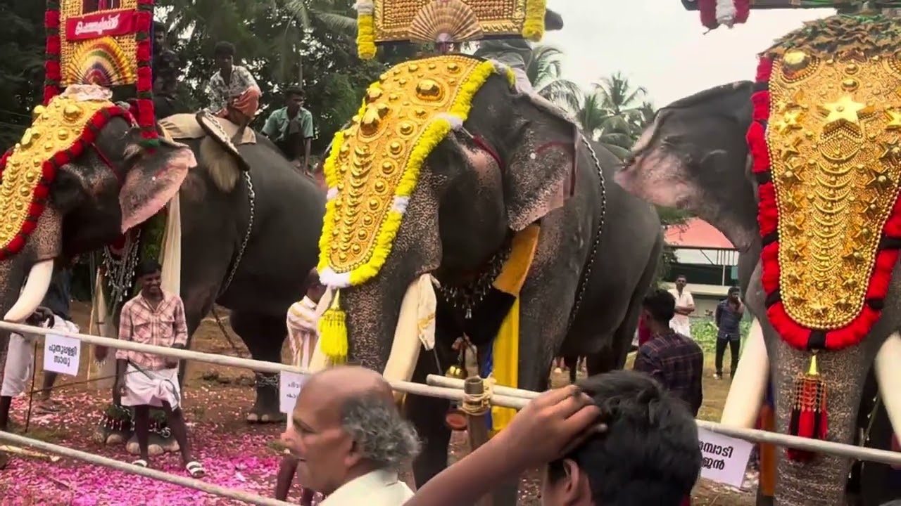 Main road palli perunnnal gajasagamam 2k24 nov 2
