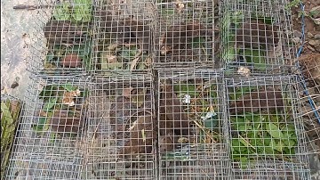 cách làm bẫy chuột tự động và thành quả sau 1 đêm. Minh Ngọc 0786952072