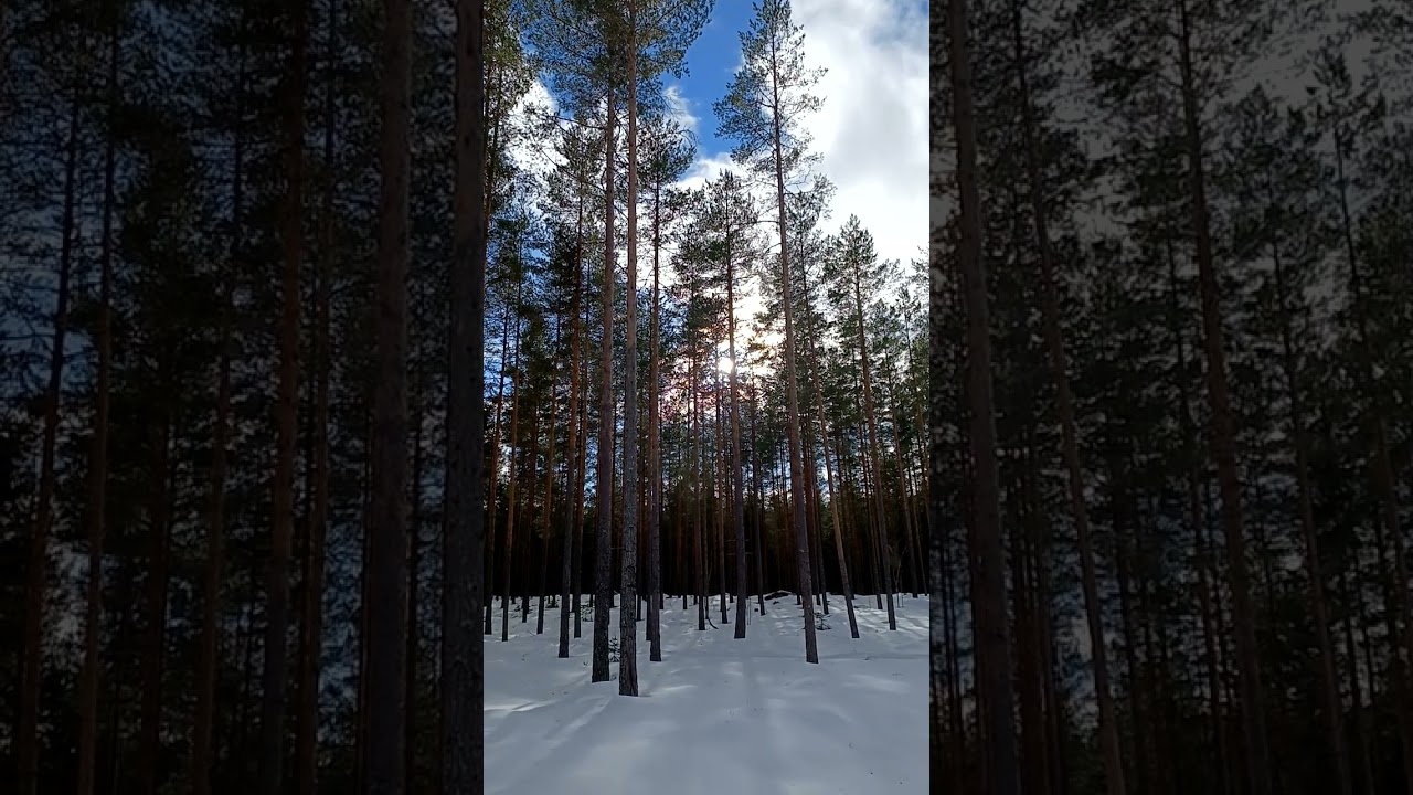 Sunlight passes through the forest 