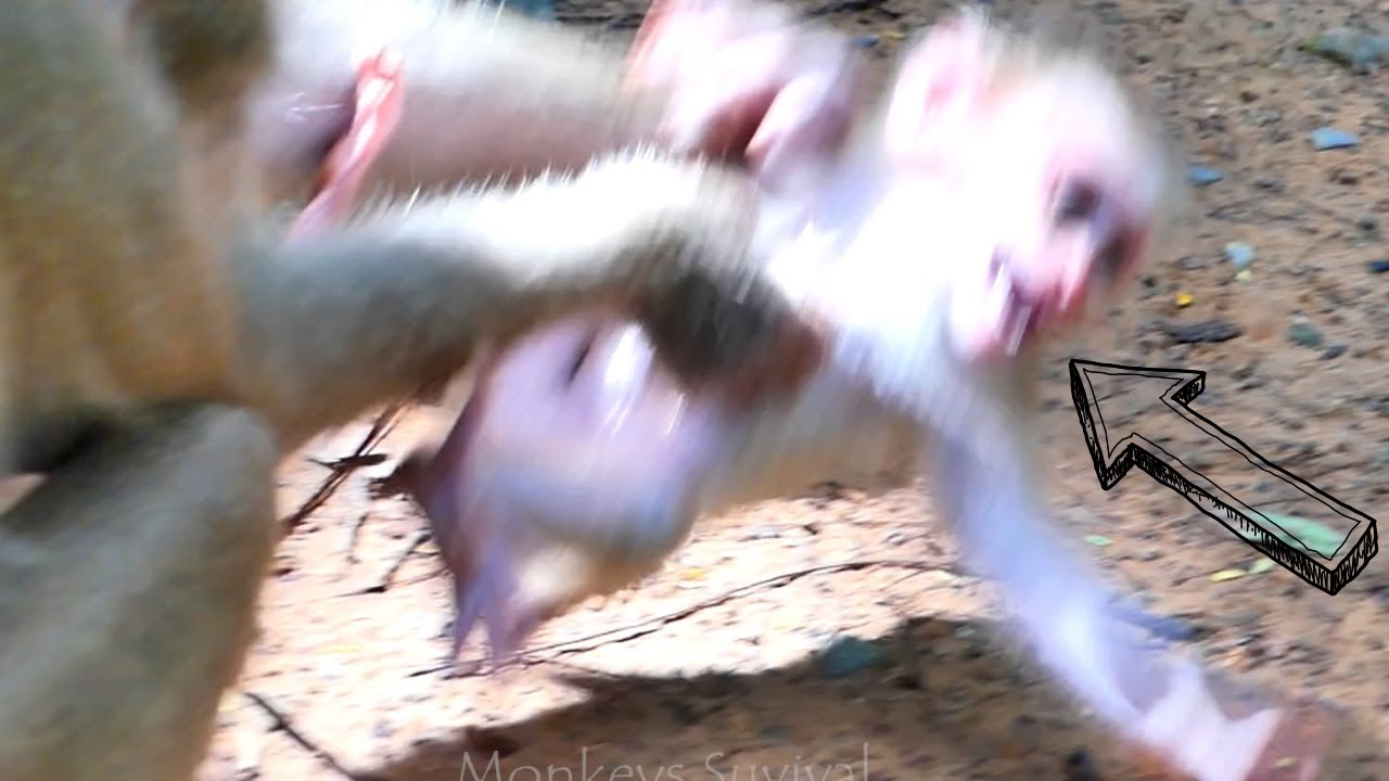 BreakingHeart!... Mommy Monkey Libby A-t-t-a-c-k_S-l-a-p_ Baby Monkey Leo U-n-t-i-I_F-a-i-n-t_