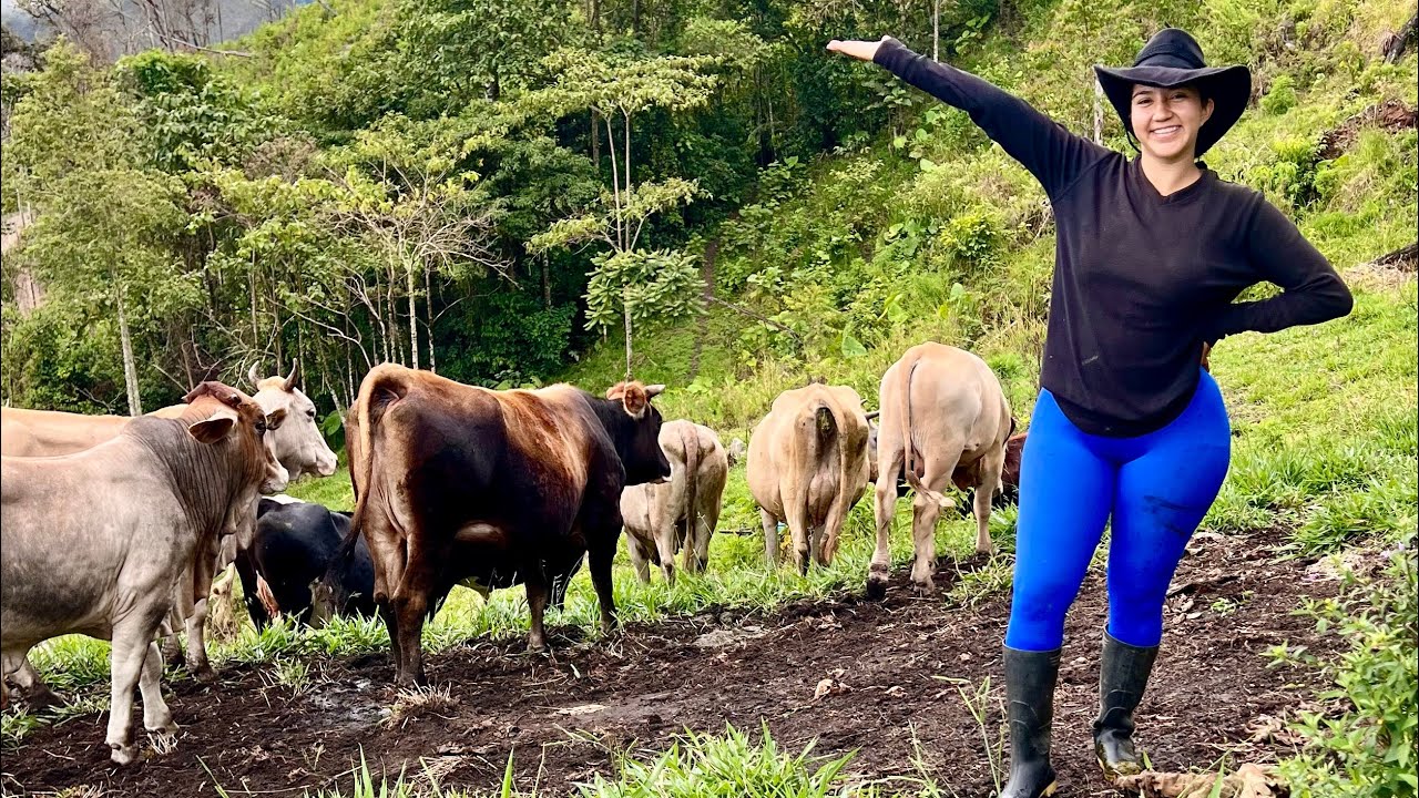 Acompáñeme a ver mi ganado en la finca 🐄