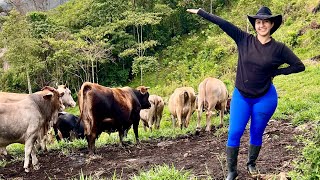 Come with me to see my cattle on the farm 🐄