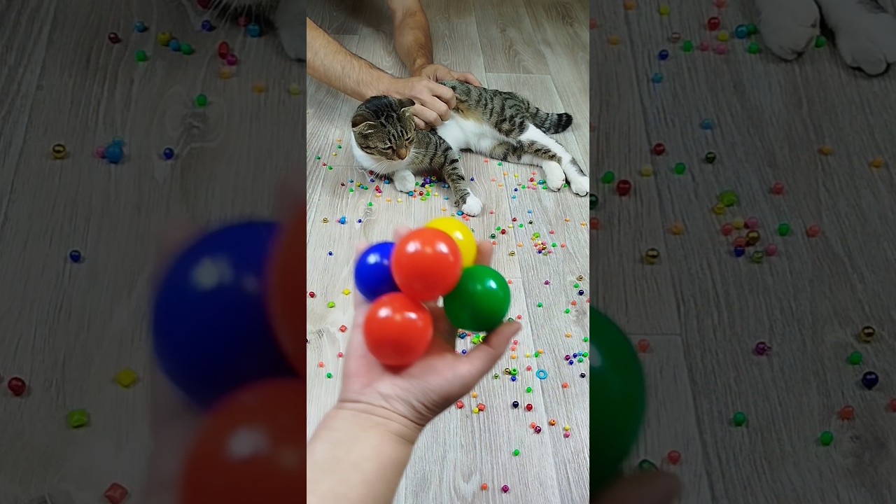 Cat Barsik 📿 Balls 🌈 Reverse Video 