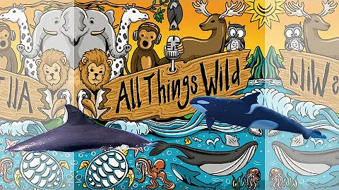 The Blackfish with Robin Baird - The All Things Wi...