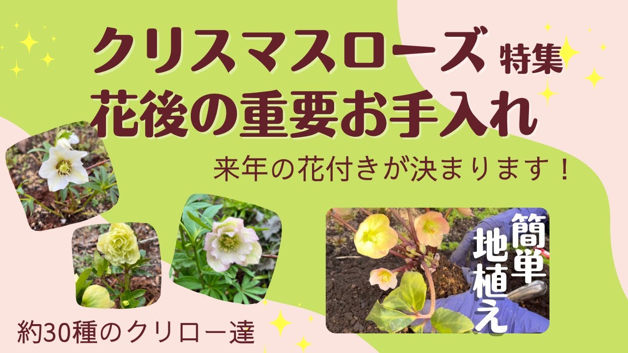 クリスマスローズ簡単 地植え 花後の管理が来年の花付きを左右 コレやると翌年株も半分 花も半分 約３０種のクリスマスローズ 購入株３種 Youtube