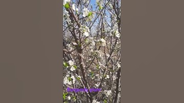 Thumbnail of Burgundy plum in flower #organic #fruit #plum