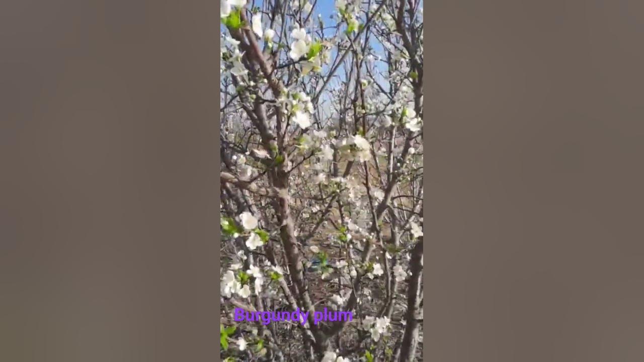 Burgundy plum in flower #organic #fruit #plum