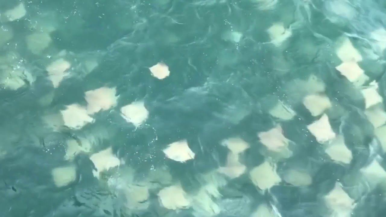 newspaper A fever of rays at the Navarre Fishing Pier - Video by Kevin Ricketts