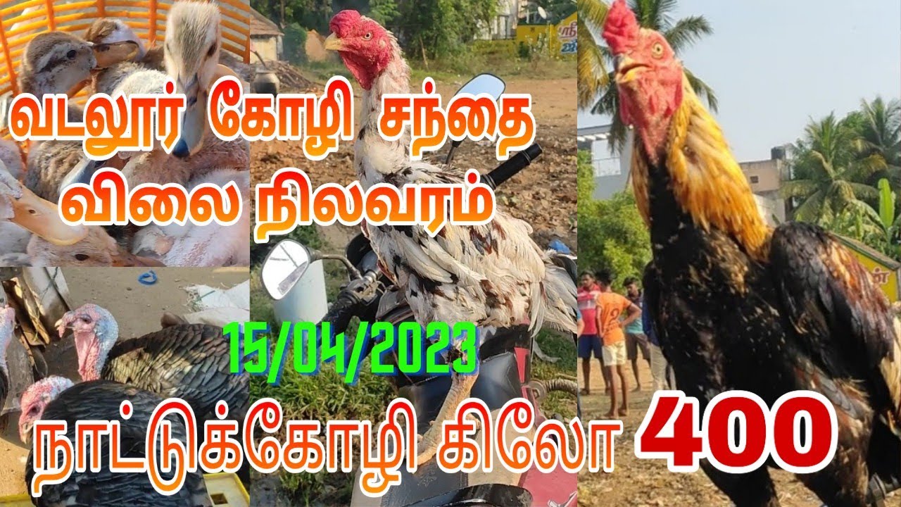 வடலூர் கோழி சந்தை விலை நிலவரம் /கிலோ 400 ரூபாய் நாட்டுக் கோழி / vadalur kozhi santhai Price list