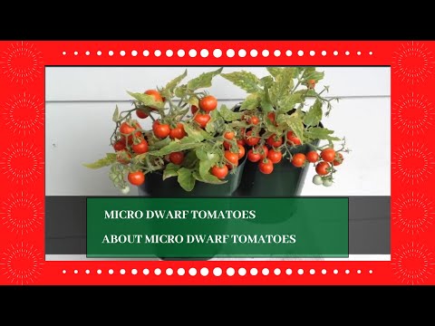 Micro Dwarf Tomatoes - About Micro Dwarf Tomatoes