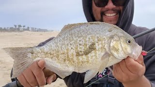 SURF FISHING: NEW 1/2oz SURFHEAD PRODUCES 714 TROPHY SURF PERCH AND OTHER LOCAL CRAB EATERS!!!!