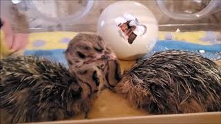 Ostrich Farm In Depth Hatchery Tour - Incubator, Hatcher, Brooder, Assistance, Feed, Water- Aug2020