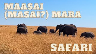 I saw a lioness MURDER a wildebeest while on Safari 🇰🇪