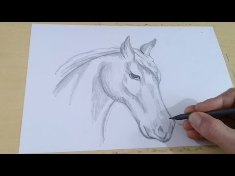 TUTORIAL: COMO DESENHAR UM CAVALO PÉROLAS DA INTERNET (D pesennezcírcuos  (7) DESENHE AS PERNAS DESENHE O ROSTO DESENHE OS PELOS TERMINE  ACRESCENTANDO OS RETOQUES FINAIS - iFunny Brazil