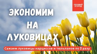 видео: Как хранить тюльпаны до осени | Хранение тюльпанов и др луковичных цветов | Метод хранения тюльпанов картинка: Как хранить тюльпаны до осени | Хранение тюльпанов и др луковичных цветов | Метод хранения тюльпанов