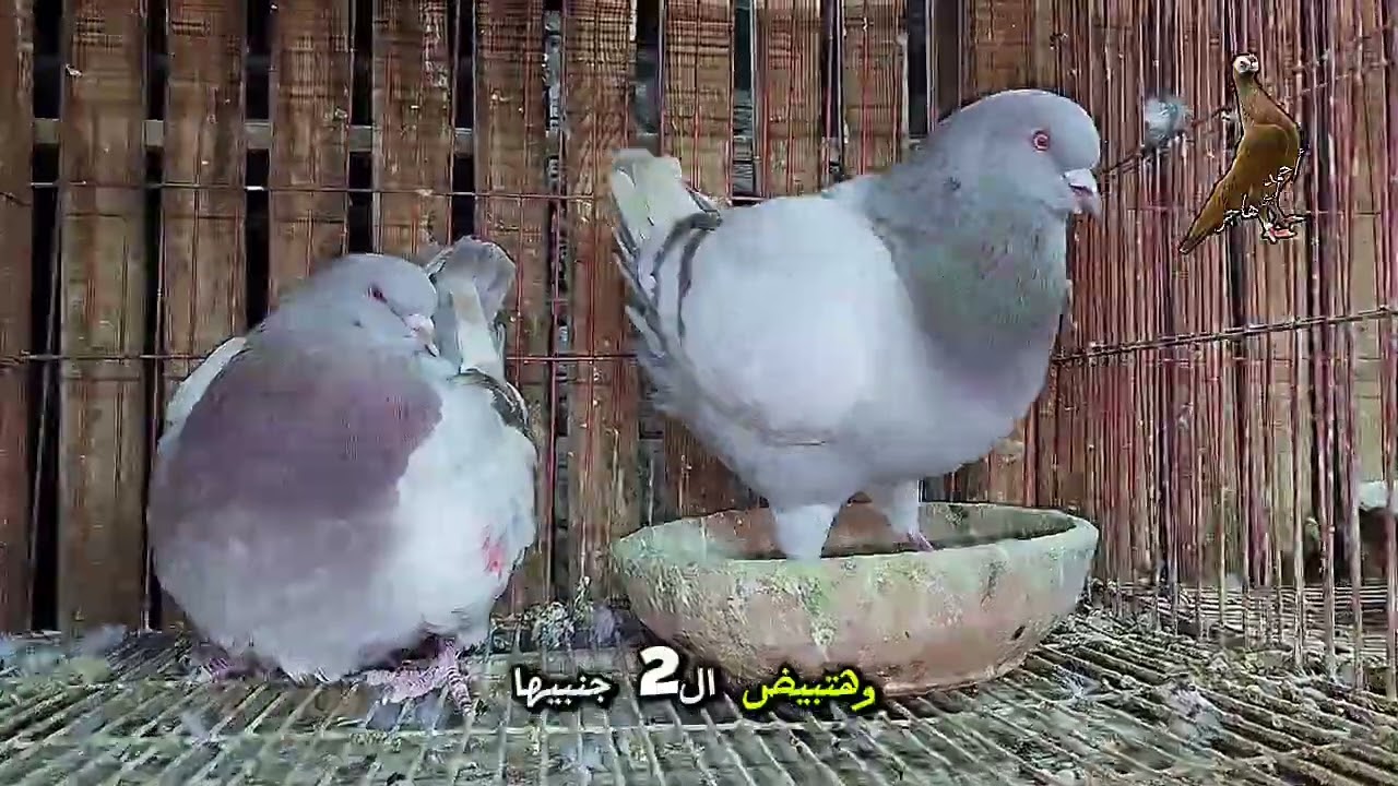 أوعي تشتري نوع الحمام ده غير لما تعرف أسراره وعيوبه معلومات مهمه مخفيه عنك يا غاوي ⛔️⛔️