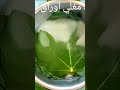 تناول مغلي أوراق التين وشاهد النتيجة 