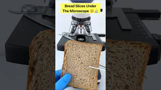 "WOW" unexpected view slice bread under the microscope 😱🔬 #shorts #facts #micromacro #microscope