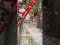 Мужчина спас котика. История спасения бедного котика. #shorts