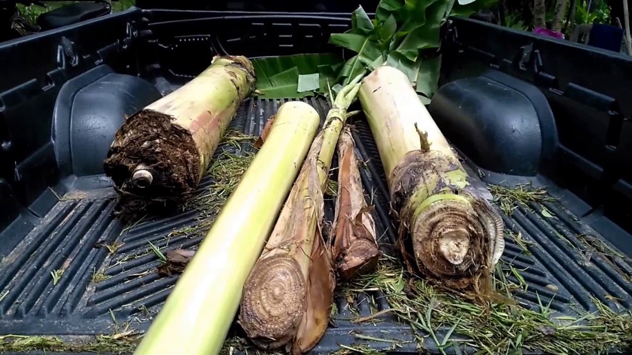 สุดยอดอาหารเสริมวัวภูมิปัญญาชาวบ้านทำให้วัวอ้วน