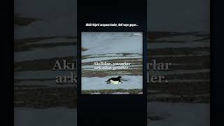 Onlar Hayatta Kaldı, O Yaşadı Nihilist Penguen