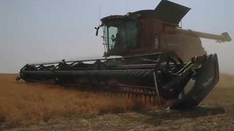 MacDon FD75 FlexDraper in Lentils