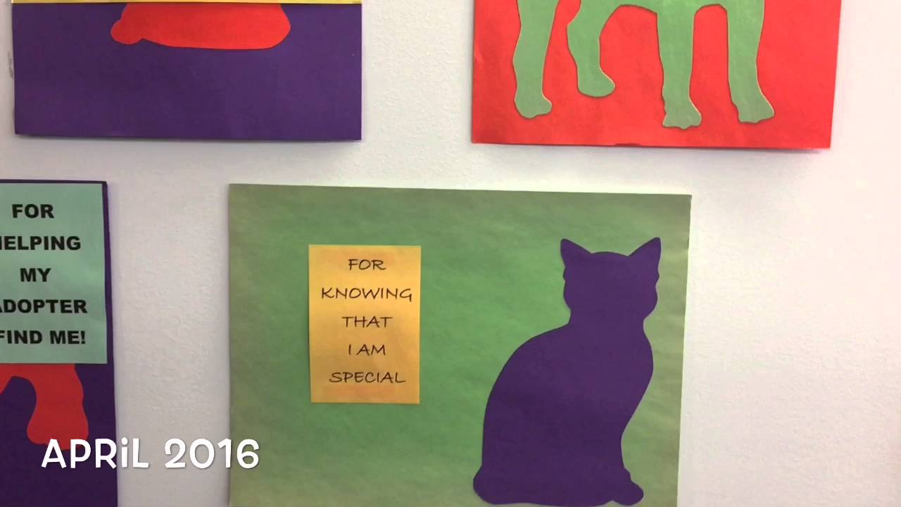 cats inn HAPPY VOLUNTEER APPRECIATION WEEK 2016!