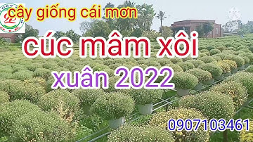 Cúc mâm xôi