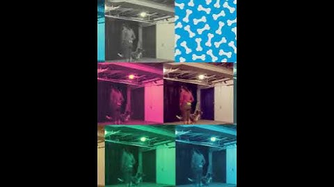 Scent Detection Training with Handler Alexandra and her dog Scout