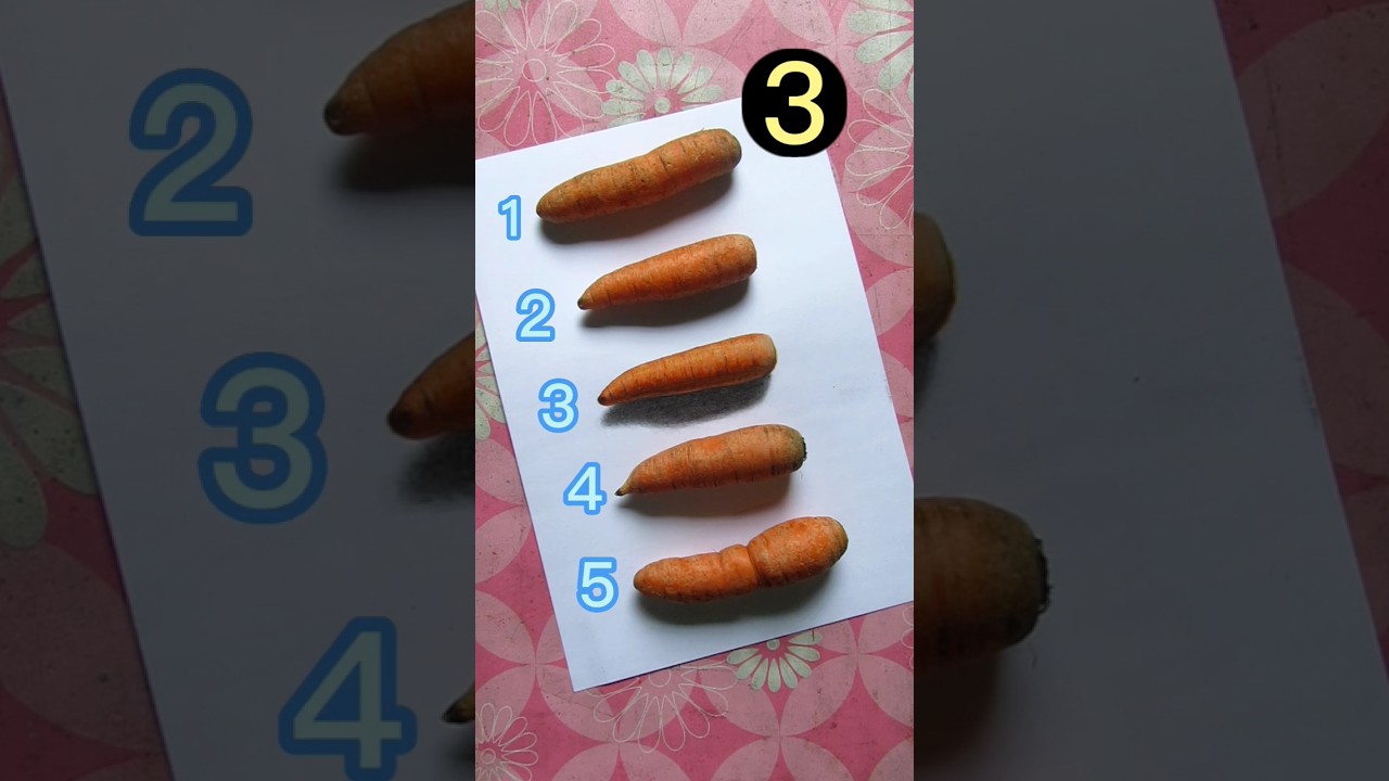 Realistic carrot drawing 