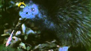 cbeebies planet weather birds fly don brown frogs