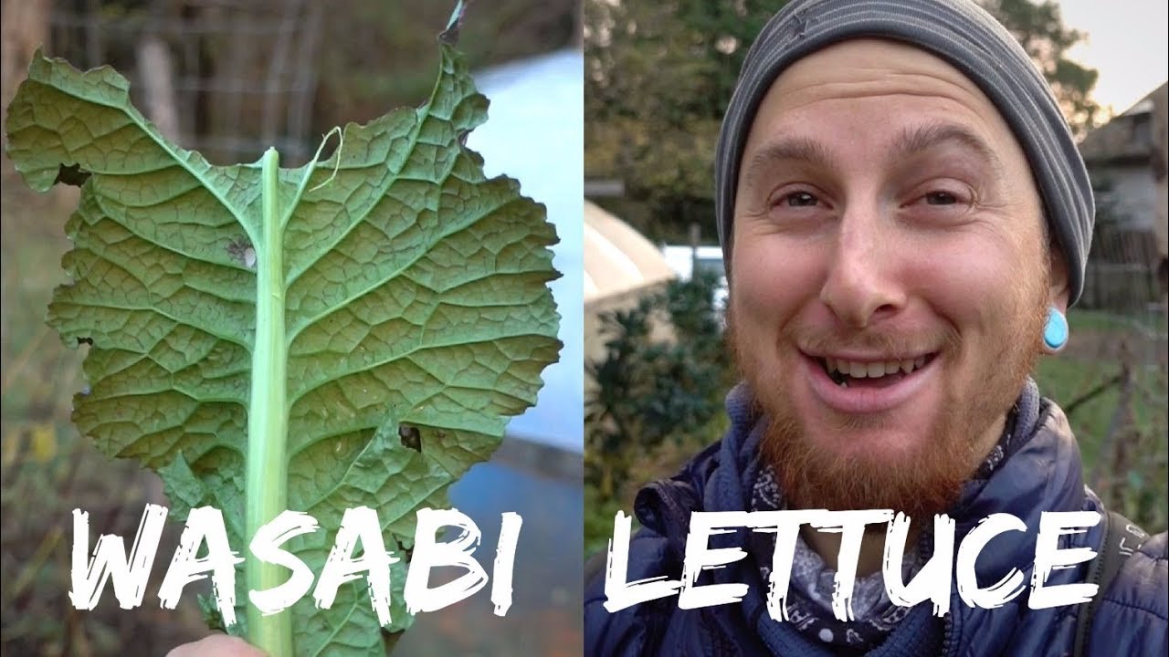 SPICY HOMEGROWN WASABI LETTUCE YouTube