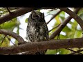 African Scops-Owl calling