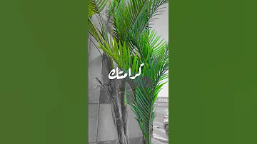 إن كرامة الإنسان لا تتجزأ مثلها مثل كل القيم 