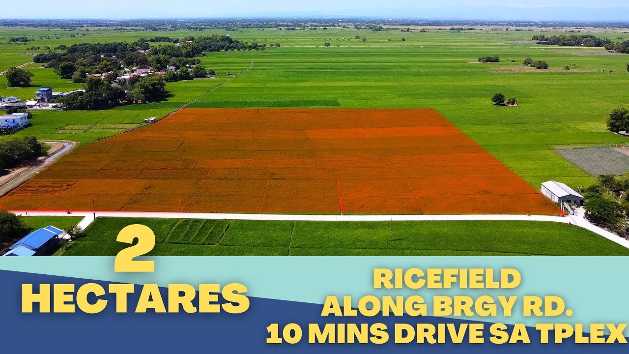 (V#134) 2 Hectares Ricefield Along Brgy. RD. @Guimba, Nueva Ecija With ...