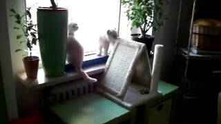DSCF0649.AVI