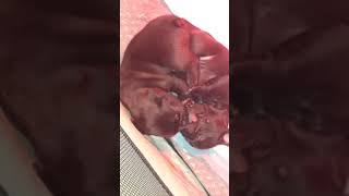 Cuccioli Bouledogue Francese Maschi In Vendita Video 2