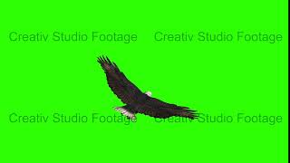 Eagle Spread its Wings and Flies