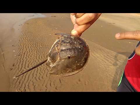 Paradip Beach video