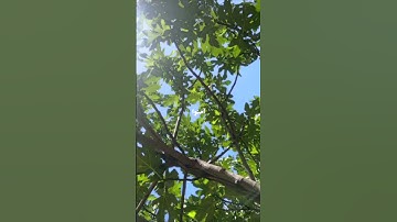وَالتّينِ وَالزَّيتونِ | سورة التين | بصوت ياسر الدوسري @Yasseraldosry 🤍🫶🏻