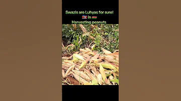 SWAZIS ARE LUHYAS FOR SURE 