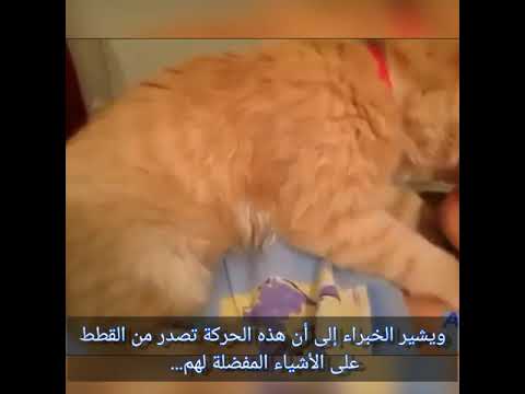 فيديو: لماذا تعجن القطط؟