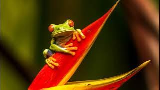 Frog Sound Ringtone | Red Ringtones