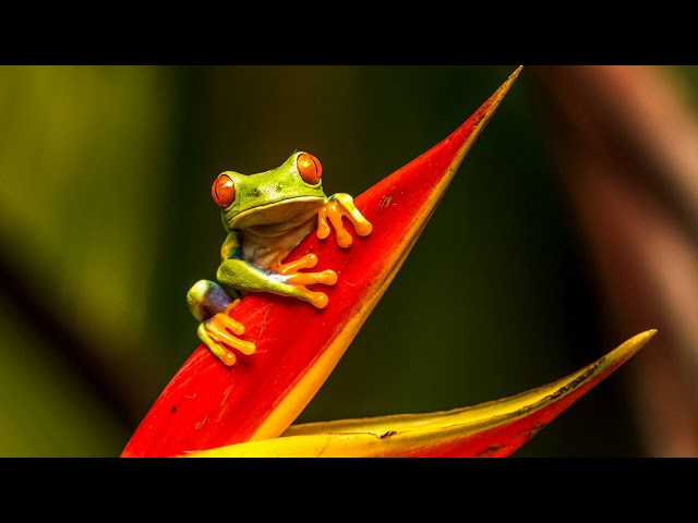 Frog Sound Ringtone | Red Ringtones class=