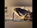 این داسنان راز بقای عسگر mp3